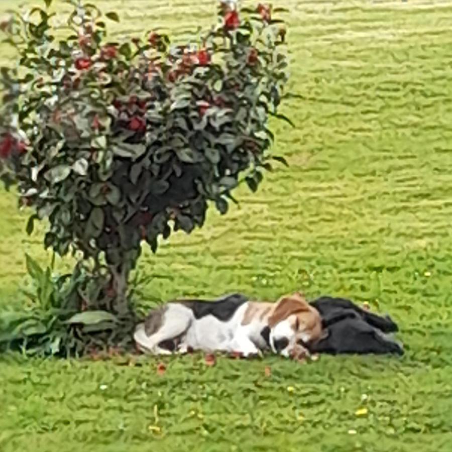 Bed and Breakfast Shadowvale E34X773 Tipperary Esterno foto